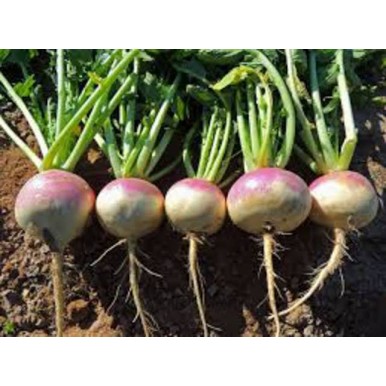 Turnip Seeds - 1 packet with 50 seeds