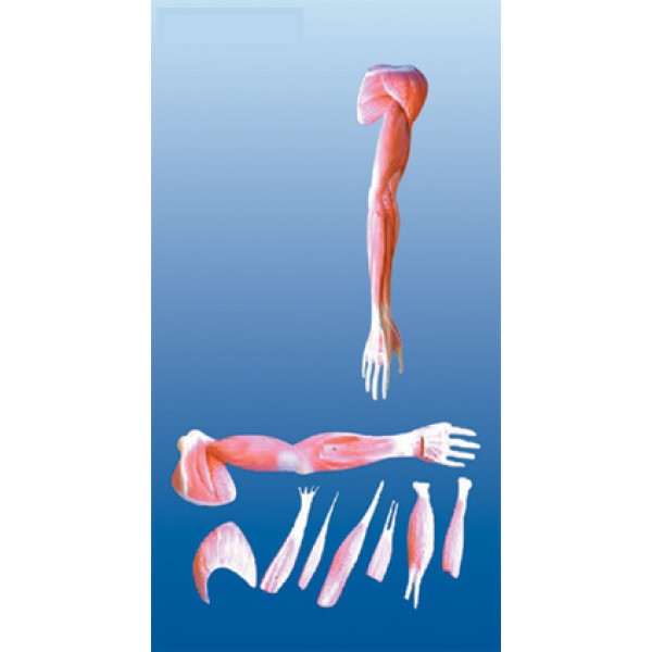 Human Upper Limb Muscle Anatomical Model 