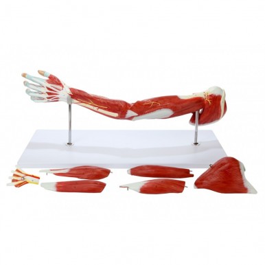 PVC Muscular Arm Anatomy Model Detailed Product Manual