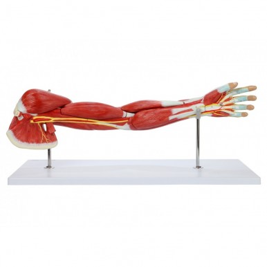 PVC Muscular Arm Anatomy Model Detailed Product Manual
