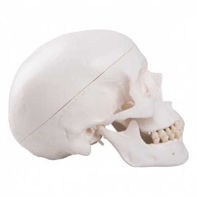 Classic Human Skull Anatomy Model 3 Part For Teaching Purpose