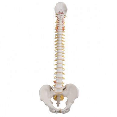 Spine Model with Pelvis (Flexible)
