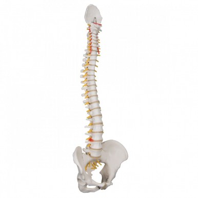 Spine Model with Pelvis (Flexible)