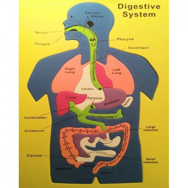 Human Organ System - Formic Model of Human Digestive System and its Parts