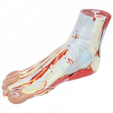 Anatomy Model of Foot with Muscles Ligaments Nerves and Arteries 9 Removable and Numbered Parts Show Internal Foot Detail and Structure Study Guide