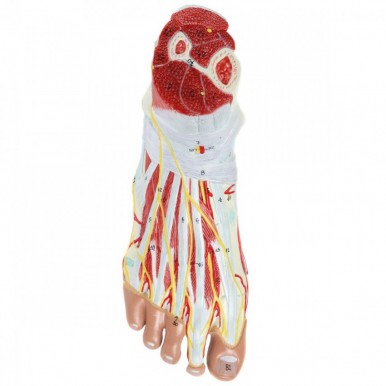 Anatomy Model of Foot with Muscles Ligaments Nerves and Arteries 9 Removable and Numbered Parts Show Internal Foot Detail and Structure Study Guide