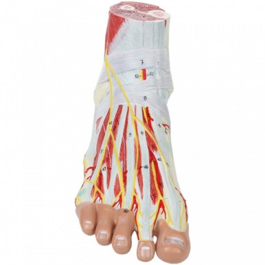 compartments of leg and foot compartments of leg and foot