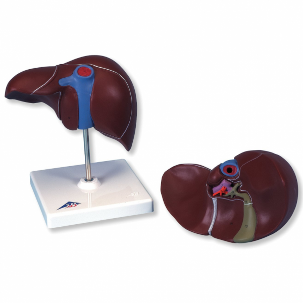 Human Liver Model With Gall Bladder (Anatomy Model For Teaching Purpose)
