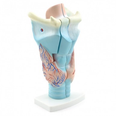 Natural Size Human Larynx Joint Simulation Model Medical Anatomy Professional Magnified PVC Plastic