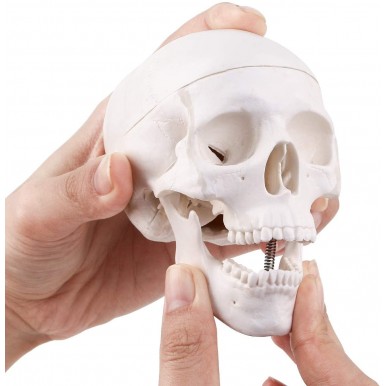 Mini Skull Model - 3 Parts Small Size Human Anatomical Anatomy Medical Teaching Skeleton Head Studying