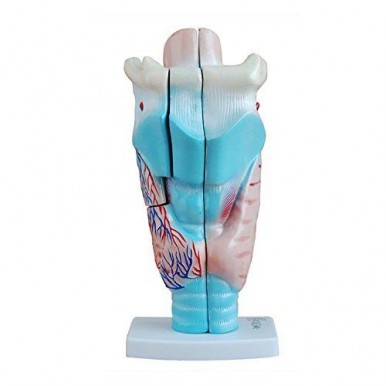 Natural Size Human Larynx Joint Simulation Model Medical Anatomy Professional Magnified PVC Plastic