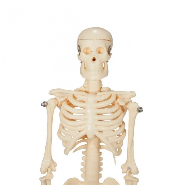 Buy Mini Skeleton 45Cm Anatomy Model online in Pakistan Buyon.pk