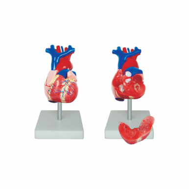 Human Heart Anatomy Model 2 parts for Teaching Purpose